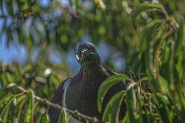 pigeon in the grass
