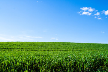 Beautiful field of young green wheat against a blue sky with clouds. Nature wallpapers. Growing seeds of agricultural crops. Spring, sunny landscape in Belarus. Blank space for text