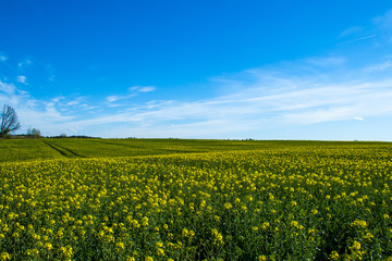 Beautiful field of green and light yellow rape with one tree. Meadow with forest. Growing seeds of agricultural crops. Spring sunny panorama landscape blue sky, clouds. Wallpaper of nature in Belarus