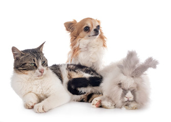 rabit, cat and chihuahua