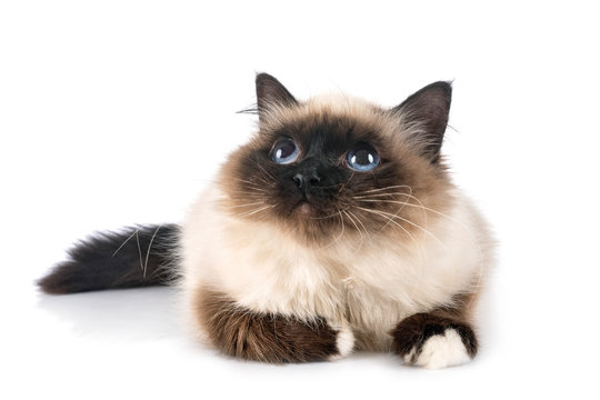 birman cat in studio