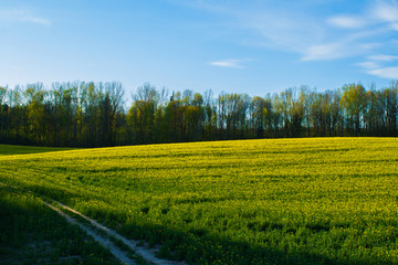 Beautiful field of yellow rape and green wheat. Road. Green meadow with a forest. Cultivation of agricultural crops. Planting seeds. Spring, sunny landscape with blue sky. Wallpaper of nature Belarus