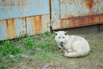 the dog is curled up on the street. A stray animal is warming itself. Culling of dogs suffering...