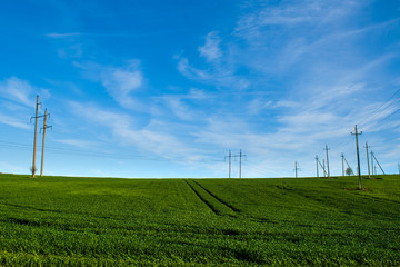 Beautiful field of young green wheat against a blue sky with clouds. Power line. Electric tower. Nature wallpapers. Growing seeds of agricultural crops. Spring, sunny landscape in Belarus. 