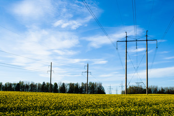 Beautiful field of yellow rape green wheat. Power line electricity energy electric tower. Meadow forest. Growing seeds of agricultural crops. Spring sunny landscape with blue sky. Wallpaper of nature