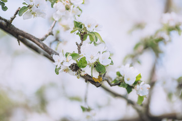 Blooming tree brunch close up