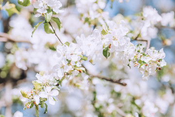Spring blooming tree, white flowers on trees, sunny spring day, bright blue sky