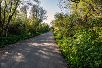 footpath in the park