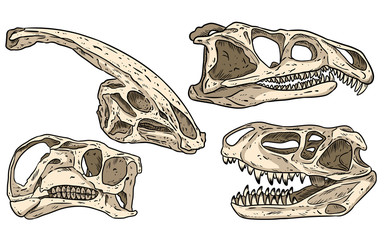 Dinosaurs hand drawn skulls colorful doodles set. Carnivorous and herbivorous fossils collection of images. Vector illustration © Olga
