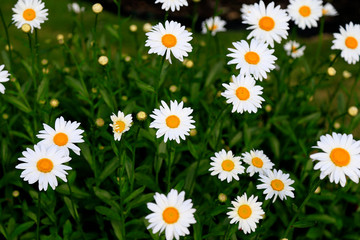 daisies in the grass