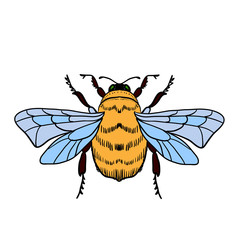 Vector illustration of a honey bee on a white background. Bumblebee, beehive.