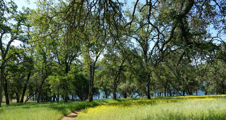 Oak Forest and Yellow Wildflowers Along Darrington Trail California
