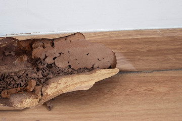 Close up texture of termites anthill in wood at home.