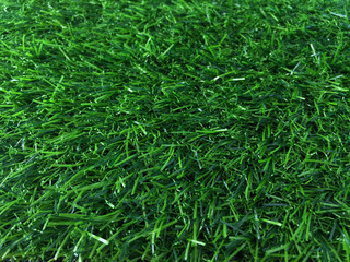 Green grass pattern and texture for background. Close-up image.