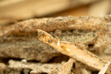 Close up of termites in wood at home.