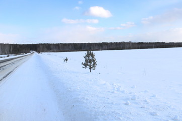 Pine in a snowy field by the road against the background of trees