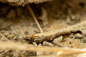 Close up of termites in wood at home.