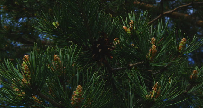 Pine branches with green needles and cones.