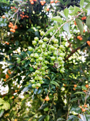 The clusters orange seeds of durenta erecta
