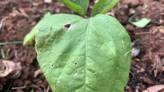 Close up of broad leaf of newly transplanted Eggplant Aubergine Brinjal perennial vegetable plant species in the nightshade family going in home gardeners yard w hole damage from flea beetle insect