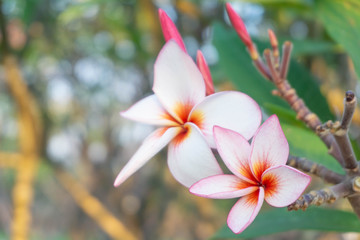 White plumeria and Pink plumeria  flowers bouquet have yellow pollen and green leaf blooming on plant,tropical and summer flower,mix colors,beautiful bunch,spa,Temple Tree,Frangipani