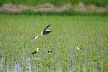 Obraz na płótnie Canvas Many birds in the rice field