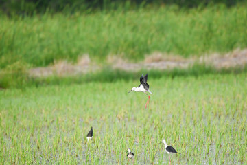 Obraz na płótnie Canvas Many birds in the rice field
