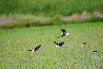 Many birds in the rice field