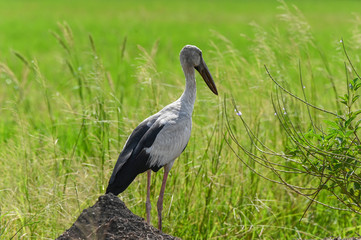 Fototapeta premium Heron stood in the rice field