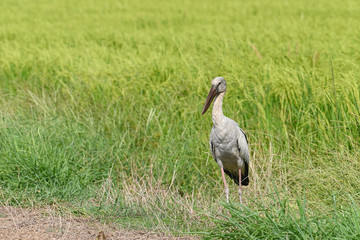 Heron stood in the rice field