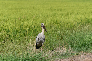 Heron stood in the rice field