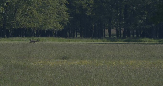 Reh beginnt zu rennen, Reh auf der Flucht, Wild, running deer