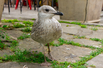 Seagull close-up on the street of the old city
