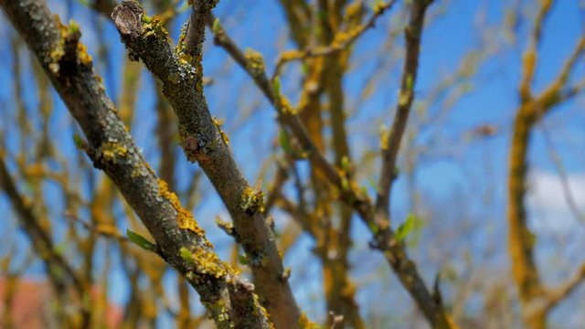 Nature of the spring sun, mossy tree. 4K Springtime, afternoon, relax, hand held.