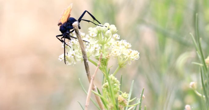 A Tarantula wasp balances on a Sweet Alyssum, antenna fluttering for balance as it feeds on the delicate flower before flying away.