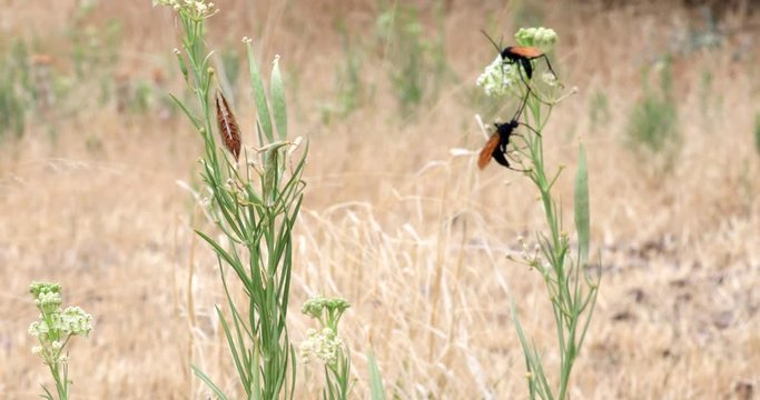 A pair of Tarantula wasps feed on the pollen of a Sweet Alyssum that is blowing in a gentle breeze alongside a milkweed plant in a field of Zion National Park.