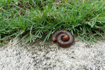Millipedes on the natural ground