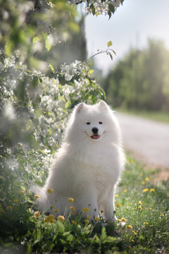 White samoyed dog outdoors