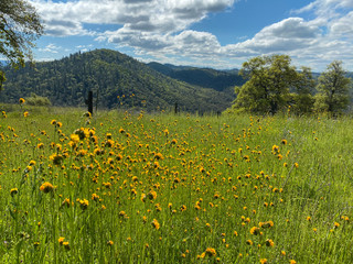Yellow Fiddleneck Wildflowers Blooming on the Hills Above the South Fork of the American River at Cronin Ranch State Park California