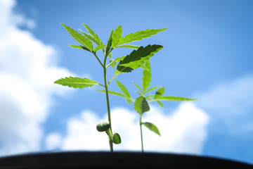 Marijuana green leaf or ganja or hemp cannabis sprout seedling growing in a black pot on blue sky background for medical.