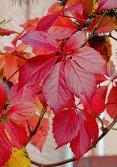 red leaves