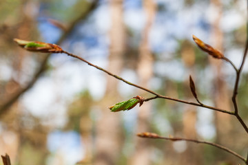 Young green beech leaves and buds