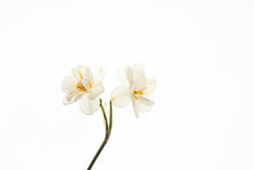 Obraz na płótnie Canvas flowers on the white background
