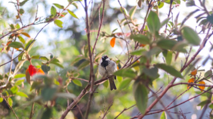 bird on a branch