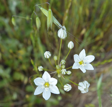 Macro of Multiple Blooming White Brodiaea in Meadow Grass