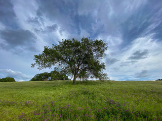 Fototapeta na wymiar Dramatic Clouds Over an Large Oak Tree and Meadow of Purple Fetch and Meadow Grasses