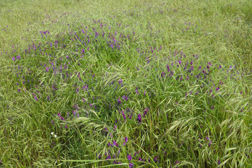 Close Up of Purple Fetch and Meadow Grass