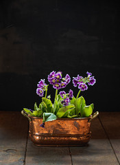purple primrose in the pot