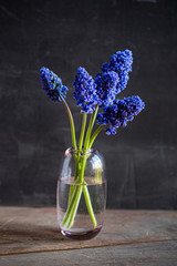 blue muscari in the vase