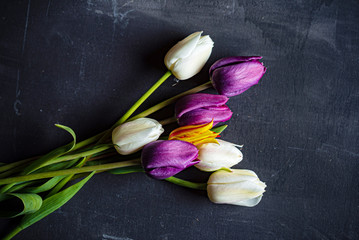 tulips on the black background
